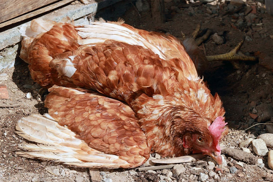 penyakit-pada-ayam penyakit pada ayam