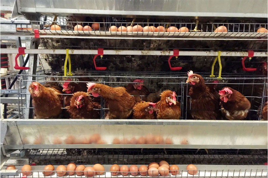 produksi-ayam-petelur-menurun produksi ayam petelur menurun